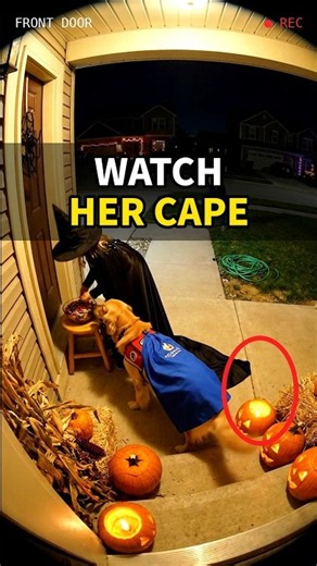Halloween 2026: Service Dog Saves Girl 🎃 #servicedog #duet #doglife #doglove #herodog #shorts #pets