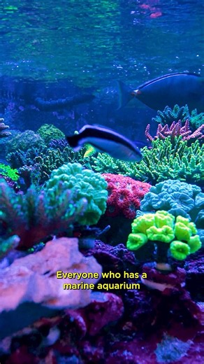 Your Reef Aquarium Can Be Part of This Research | Amphipod Microbiome Study #worldwidecorals