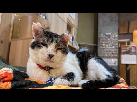 Welcome to Cat Castle! Thank you all!