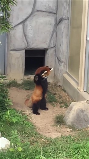 The Truth About Red Pandas Is Actually Crazy
