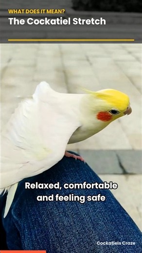 Why Does Your Cockatiel Stretch One Leg & One Wing? 🦜