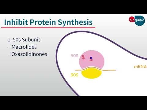 Antibiotics Classification Explained: Mechanism of Action in 1 Minute