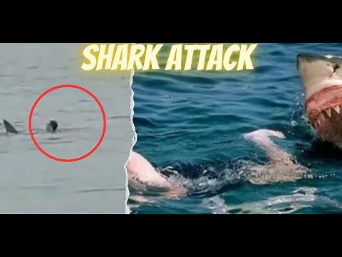 Guy Gets Eaten By Shark In Egypt Video