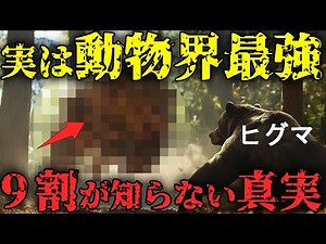 ヒグマを捕食する頂点捕食者たちの驚愕の生態【ゆっくり解説】