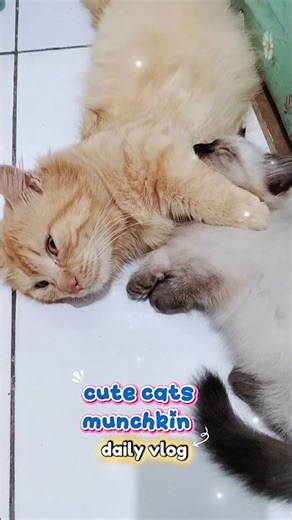 cute cats munchkin daily vlog