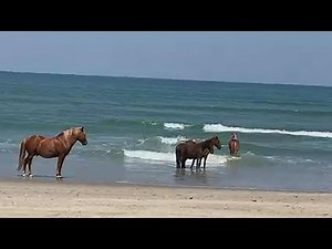 Wild horses take a dip in the ocean off Outer Banks, North Carolina