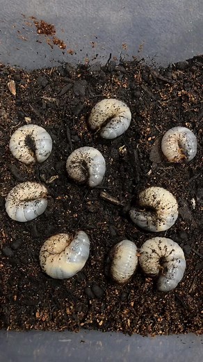 Rhinoceros Beetle Larvae and Beetle Sticker - Exciting Discoveries!