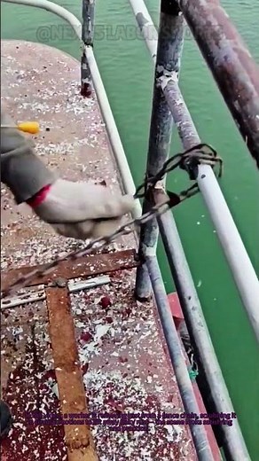 Pro Tip for Fence Rust Removal! 🛠️ Clean Chains Safely & Easily