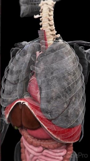What Smoking Does to Your Lungs Over Time #Shorts #Anatomy