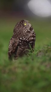 Burrowing Owl b-roll to brighten up your Monday! These pint-sized birds typically excavate their own burrows, but they have been known to use burrows of gopher tortoises and armadillos. The Florida Wildlife Corridor provides critical habitat for many of Florida's native species including the state threatened burrowing owl. 📸: Arianna Skipper | Florida Wildlife Corridor Foundation