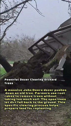 Powerful Dozer Clearing Orchard Trees