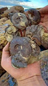 Here’s one of our favourite jaw fossils 🐊🦖 It’s from an extinct beastly crocodile 🏝😍🙌🏻🏝