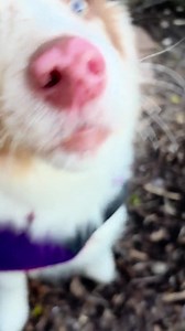 Dog Fleece Coat - Warm Winter Jacket for Small to Large Dogs - Soft Polar Fleece With Warm Fleece Lining - Puppy to XL Sizes - Pet Jumper. - Etsy