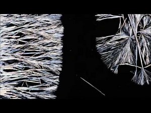 Time Lapse Video of Epsom Salt Crystals Growing Under Polarized Light