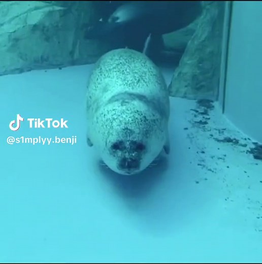 Loveable Fat Seal Moments | Cute Seal Videos Compilation