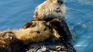 Last year, we fell in love with #PlanetEarth2. Now, fall in deeper with #BluePlanet2, Saturday, January 20 at 9/8c on BBC America. | BBC America