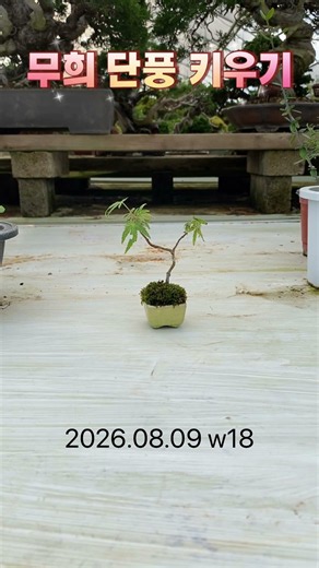 무희 단풍 키우기 2026.08.09 w18 #단풍나무 #분재 #maple #bonsai #もみじ #盆栽 #紅葉