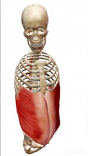 Thoracic spine rotation