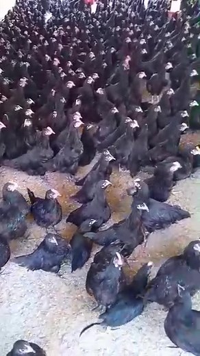 AUSTRALIA AUSTRALORP CHICKEN BREED Australorp is a strong, calm, and hardworking chicken breed developed in Australia. It’s famous for laying lots of eggs—some hens produce over 300 eggs per year. The name comes from “Australian Orpington,” and it’s known for its shiny black feathers and friendly nature. Australorps are dual-purpose birds, meaning they’re great for both eggs and meat. They grow well in hot climates, don’t make much noise, and are easy to manage—even for beginners. If you want a 