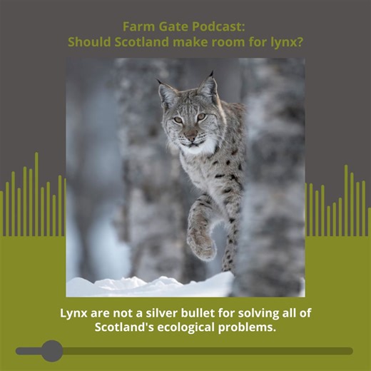 12K views · 158 reactions | Conversations about reintroducing lynx to...