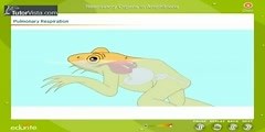 How Amphibian Respiratory Systems Work?