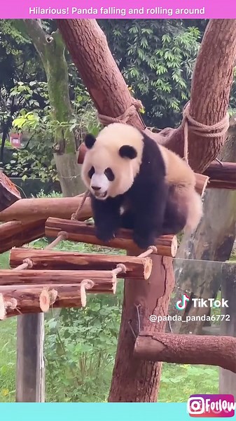 Playful Panda Falls and Rolls Around in Adorable Video