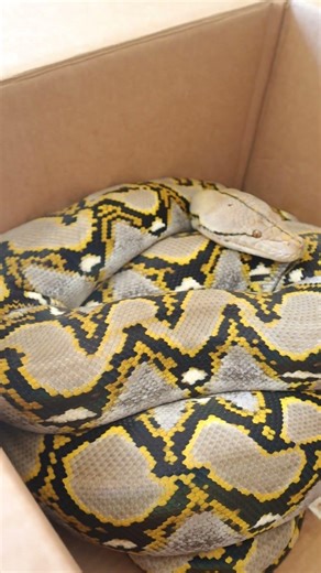 Male Normal Reticulated Python #snake #reticulatedpython #reptiles #pets #retic
