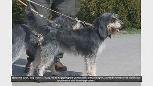 Griffon Bleu de Gascogne: Pros and Cons of This Unique Dog Breed