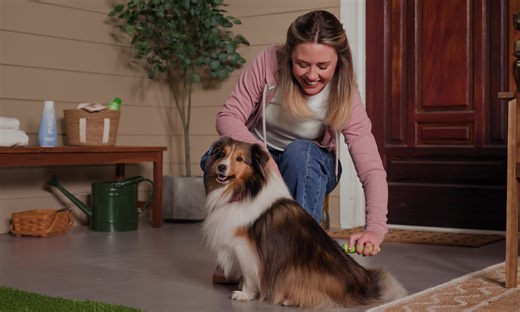 How To Groom a Dog | Chewy