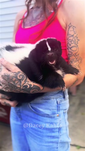 Adorable Skunks Captured on Video