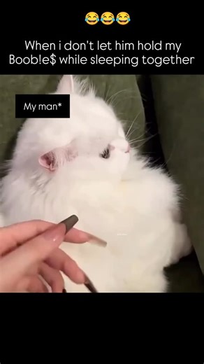 ThePetPal 🐾 on Instagram: "#me #mylife #wife #wifeandwife #babe #babes #couplegoals #relationships #husbands #husbandandwife #cat #catstagram #catsofinstagram #catlovers #catmama #catmom #"