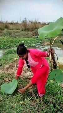 পদ্মগাছ তোলার চ্যালেঞ্জ জিততে গিয়ে তো কাদার মধ্যে ঢুকেই যেতাম আমি😱😱 // lotus plant #shorts #viral