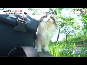 Vol.14「にゃん旅鉄道」訓練中だにゃん！【らぶ駅長】【ねこ駅長】【会津鉄道・芦ノ牧温泉駅】