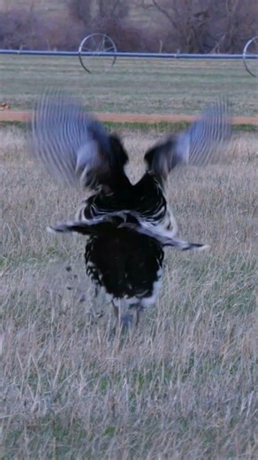 Silent Call, Deadly Shot | Turkey Hunting Adventure#TurkeyHunting #GobblerHunt #HuntingLife