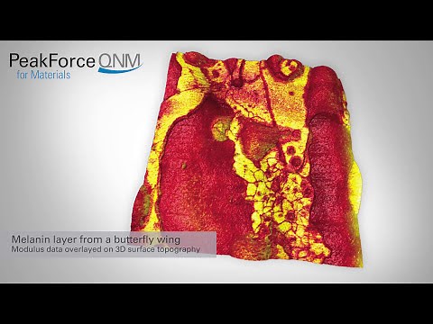 AFM | PeakForce QNM: Quantitative Nanomechanical Mapping and Highest Resolution Imaging HD | Bruker