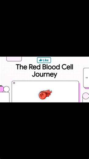 physiology_core_concepts on Instagram: "Erythrocytes From a stem cell hidden deep in the bone marrow to a biconcave disc circulating for 120 days — the erythrocyte life cycle is a masterpiece of physiological regulation. Erythropoiesis begins with hematopoietic stem cells and progresses through precisely timed stages, guided by one critical signal: oxygen availability. When tissues sense hypoxia, the kidneys respond by releasing erythropoietin (EPO) — the master regulator that accelerates red ce