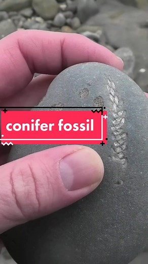 This is a pretty rare find for me, it's only the second I've ever found as this site was in deep water during the Miocene #leaf #fossil #paleontology #nature #conifer #nz