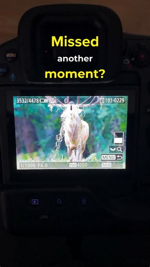 Paolo Sartori | Wildlife Photography on Instagram: "I used to miss every wildlife moment that actually mattered. Not because I had the wrong gear…but because I was obsessed with the ‘right’ settings. Manual mode made me feel in control — but it cost me more shots than I want to admit. The light changes. The distance shifts. The animal doesn’t wait. And I was always a step behind. Turns out: the camera can think faster than I can — if you let it. How did I stop micromanaging exposure and started 