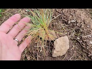 Vanderwolf Pyramid Pine needles turning yellow - Seems normal