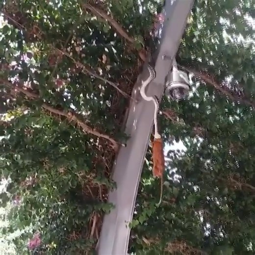 1.2M views · 2.4K reactions | The times when pythons hunt are too spectacular | Fishing Life | Facebook