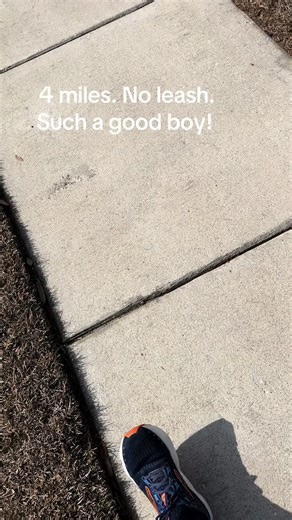 4-Mile Leash-Free Walk with My Boykin Spaniel