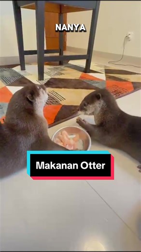 Pengalaman Merawat Otter Dipsy dan Dylan