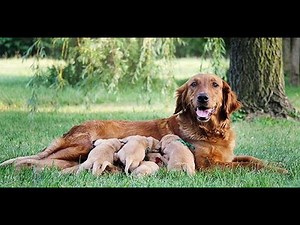How Puppies Are Born The Amazing Dog Breeding Journey
