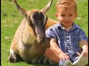 Curious Buddies: Farm Song (Cows, Chickens, and Pigs)