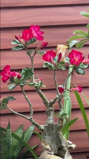 歷盡滄桑的老沙玫｜#沙漠玫瑰#adenium #desertrose