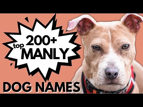 200+ Masculine Names for Your Boy Dog | Male Dog Names (Tough, Fierce, Strong Names)