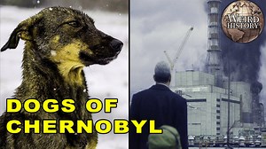 The Dogs of Chernobyl