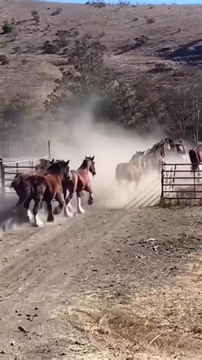 Beautiful Horses in Natural Habitats
