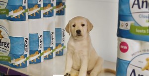 Andrex celebrates 50-year anniversary of puppy mascot