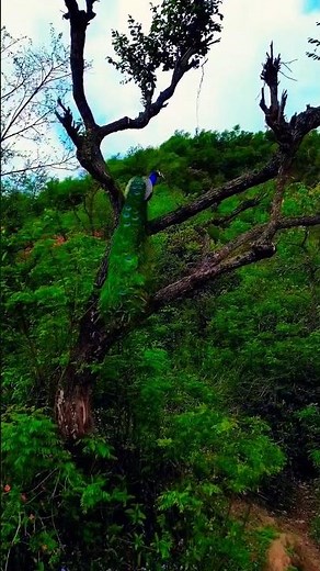 Gorgeous 🦚 Peacock Flying 🪽